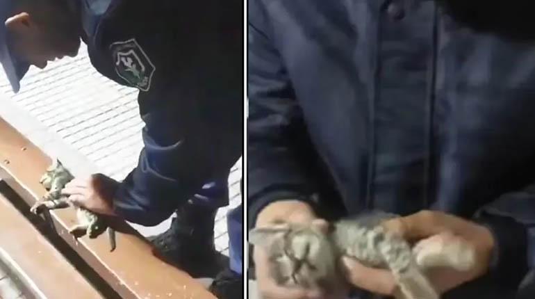 Viral: un policía le hace RCP a un gatito bebé y le salva la vida