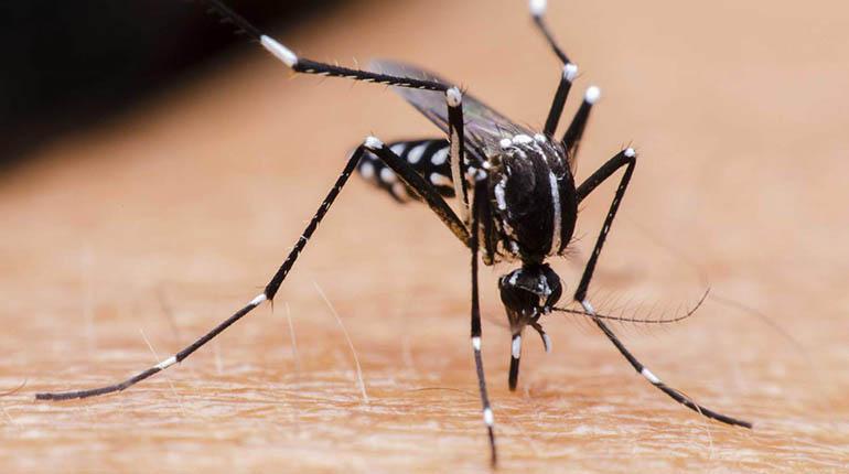 OMS recomienda la primera vacuna contra el dengue, cuya transmisión crece en Latinoamérica
