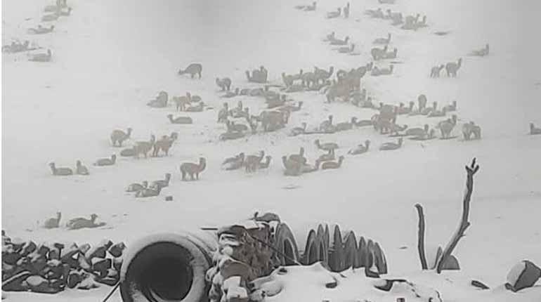 Nevada en Cocapata deja más de 1.500 animales muertos y afecta cultivos de papa en ocho comunidad