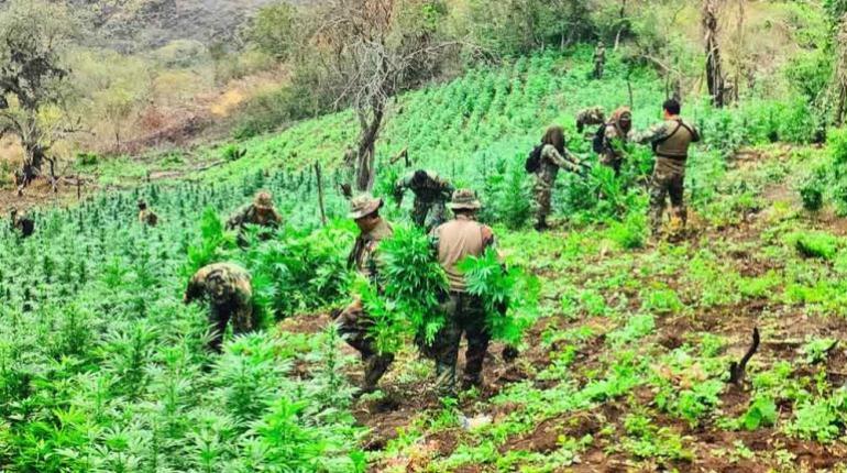Estudio revela que el 4 % de bolivianos consumió alguna vez marihuana