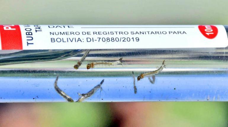 Sedes: la chikunguña aumenta en el eje metropolitano y se reduce en el trópico